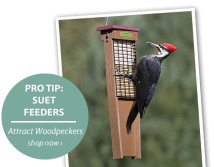 Woodpecker Pro Tip